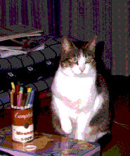 ʐ^GIF